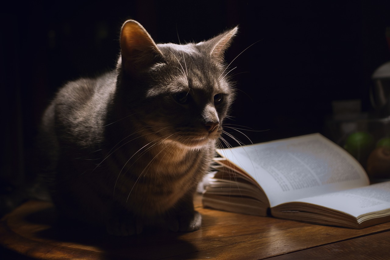 chat lecture nuit